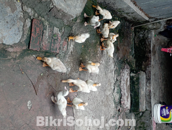 ১০ পিস বেইজিং বা পেকিন স্টার ১৩ হাসের বড় বাচ্চা